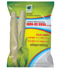 PearlMillet / Bajra Indo US 9999